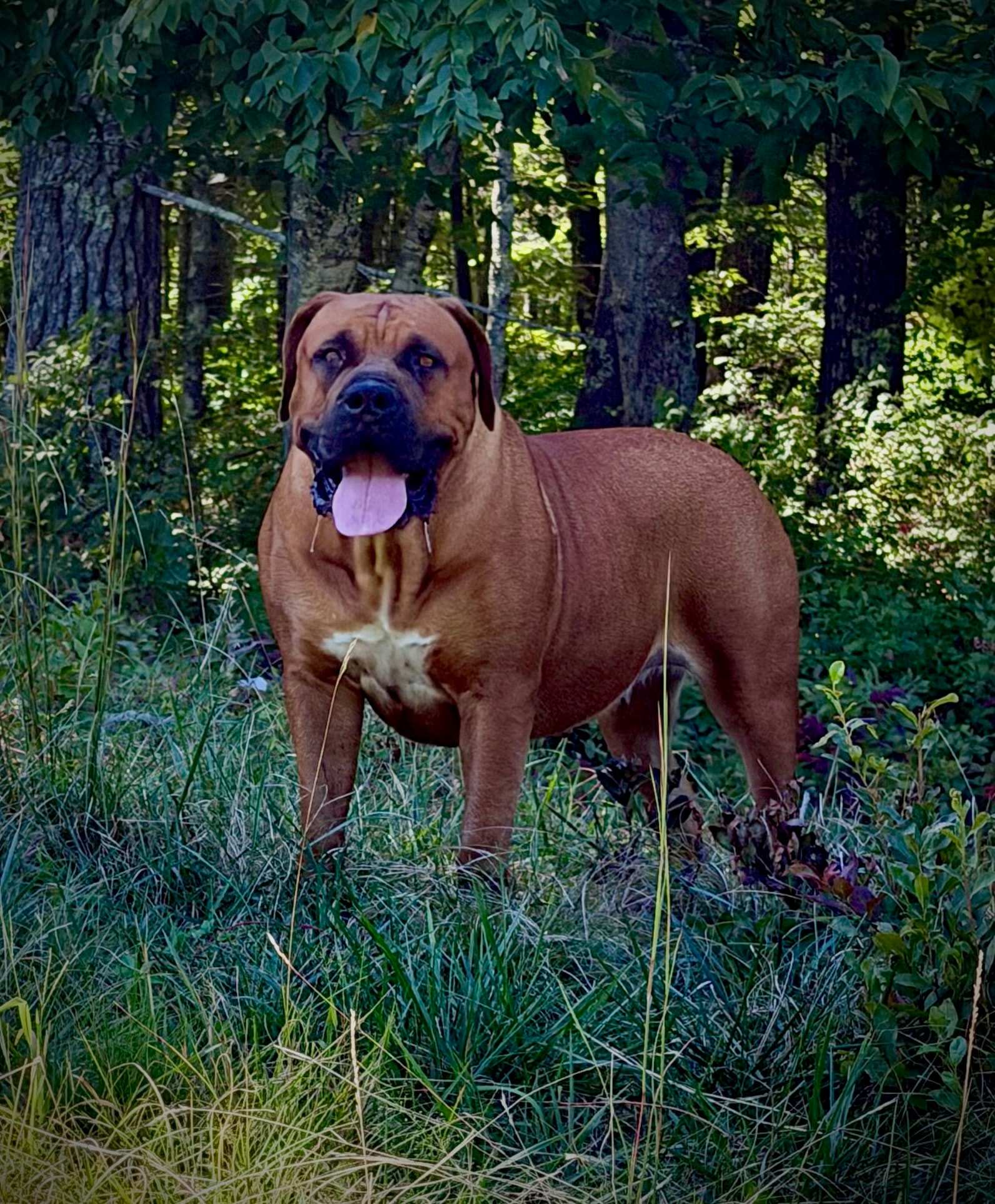 Black Iron Manuka Honey, our Boerboel dam, standing in the woods