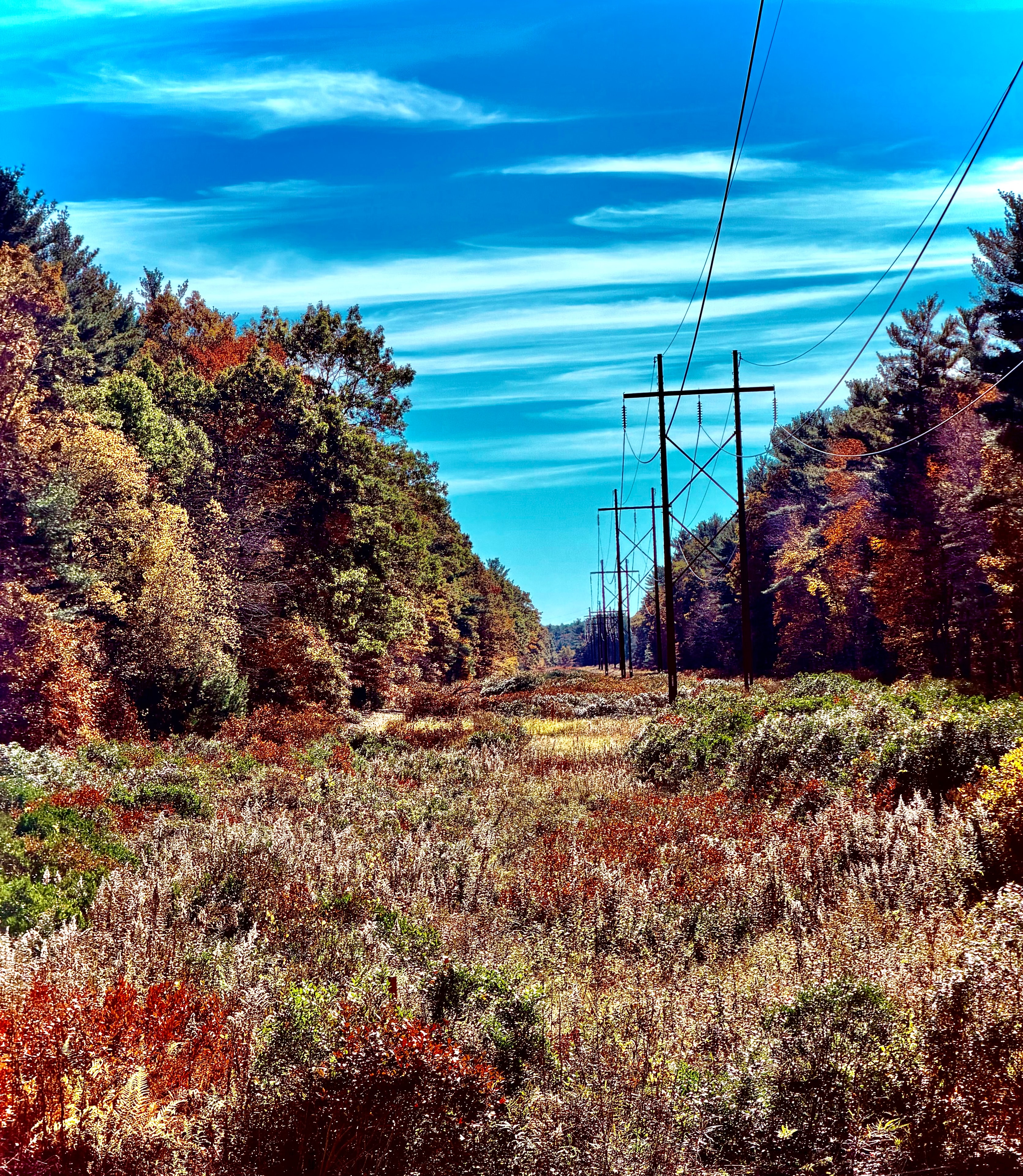 A wooded trail corridor on the kennel property in autumn