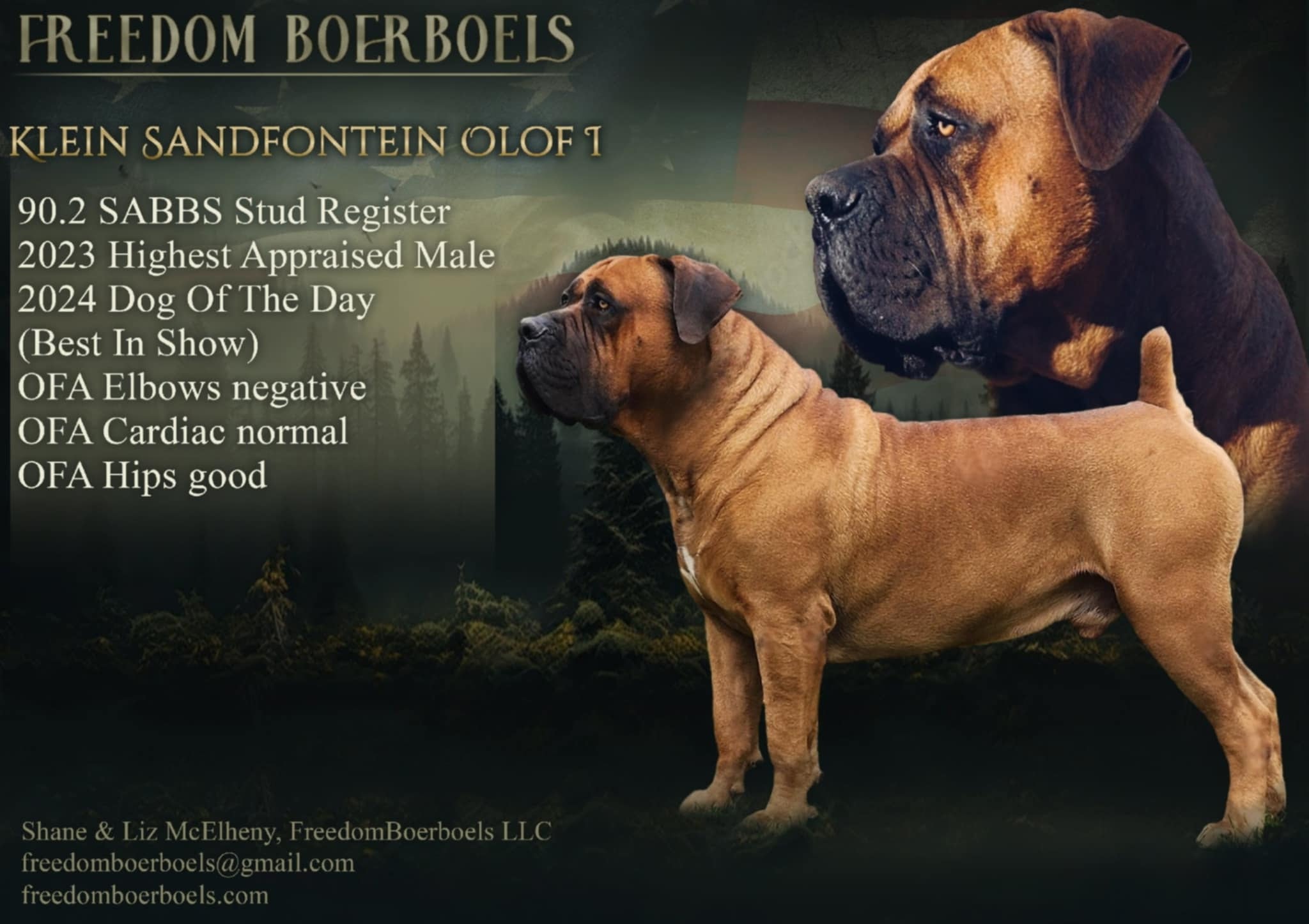 Freedom Boerboels LLC appraisal card for Klein Sandfontein Olof I listing his 90.2 percent SABBS score, show awards, and OFA health results